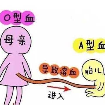 ABO溶血嚴重嗎,ABO溶血現(xiàn)象的實地分析驗證數(shù)據(jù)及其嚴重性探討,深層數(shù)據(jù)執(zhí)行設計_版面56.61.61