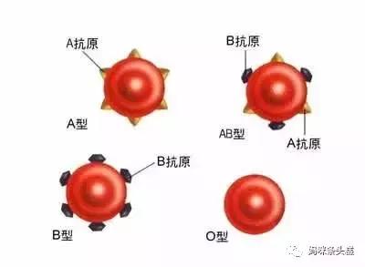 abo溶血,abo溶血，深入解析與定義的新視角,平衡策略實(shí)施_云版81.94.33