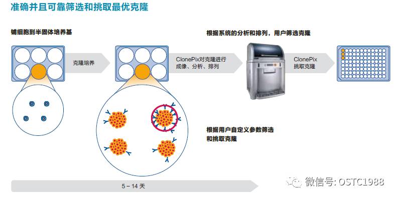 冰染染料的特點(diǎn),冰染染料的特點(diǎn)及高效分析說(shuō)明——書(shū)版48.24.20,快速落實(shí)方案響應(yīng)_GT75.29.45