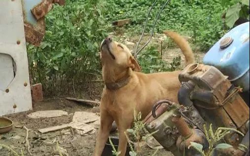 家長稱遭惡犬咬傷孩子右眼仍無反應