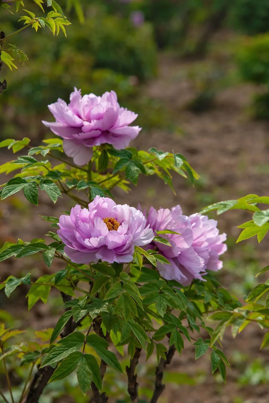 《國色芳華》里的牡丹來自山東