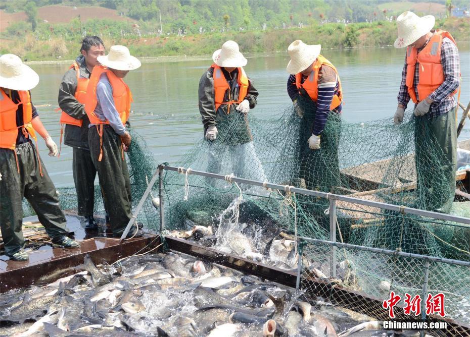 漁民捕獲大青魚(yú)王笑開(kāi)花