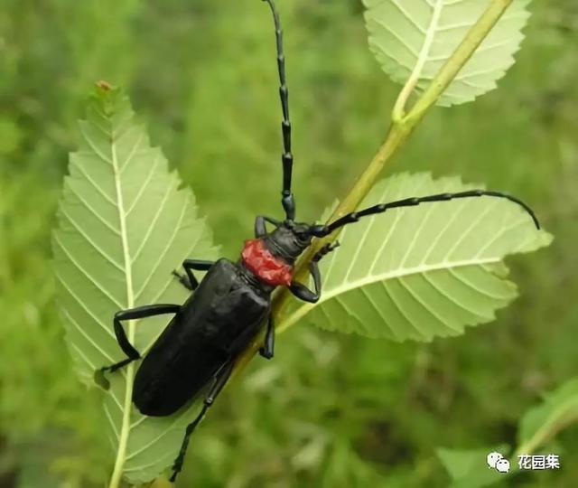 天牛紅五圖庫大全,實(shí)地方案驗(yàn)證_模擬版96.38.55