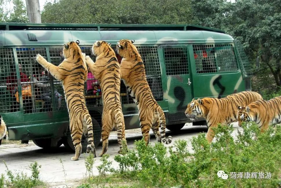 新奧門精準資料管家婆,長沙生態(tài)動物園回復老虎餓成皮包骨