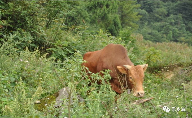 新澳門(mén)精準(zhǔn)資料大全管家婆料06期,小牛掉水溝 母牛哀鳴向旁人求助