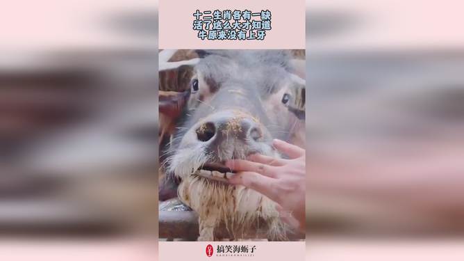 十二生肖沒牙齒的動物是什么動物呢,特朗普：這些人不再自動獲得美國身份