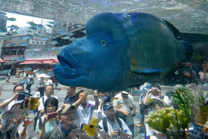 龍門客棧打一動物,臺南6.2級地震致15傷 福建震感強(qiáng)烈