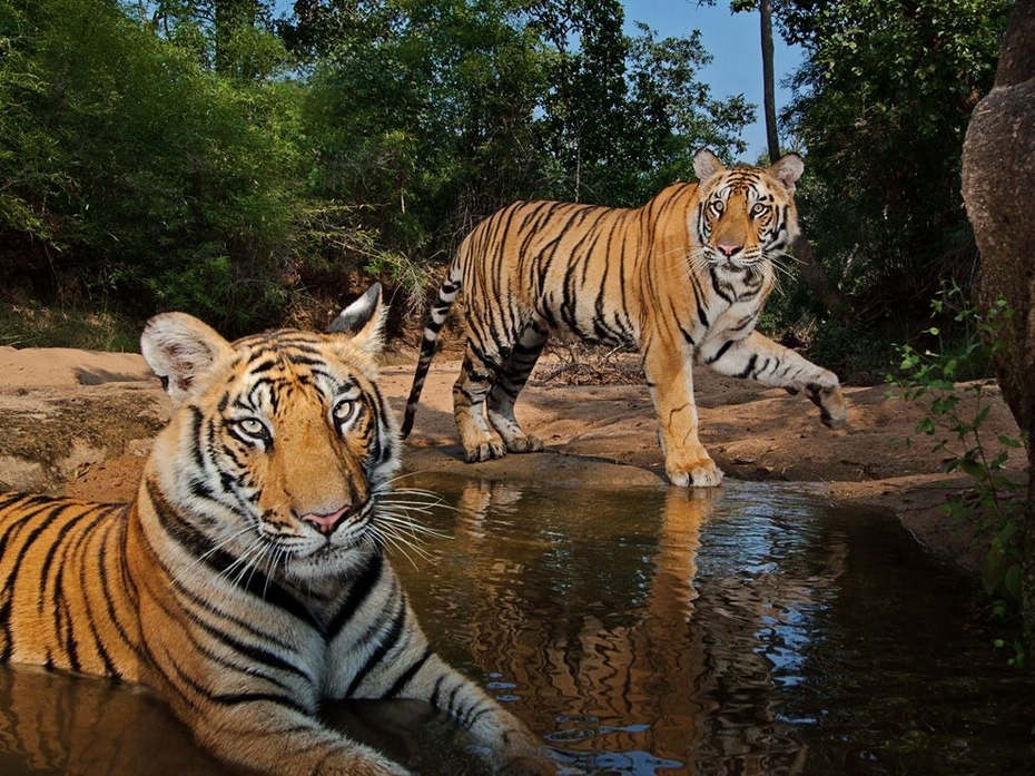 澳門紅姐論壇,動物園小老虎被“強行畫押”