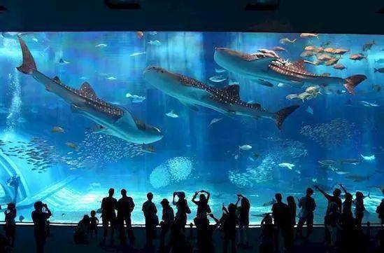 香港正版資料免費(fèi)的大全,日本水族館翻車魚因沒(méi)游客自閉